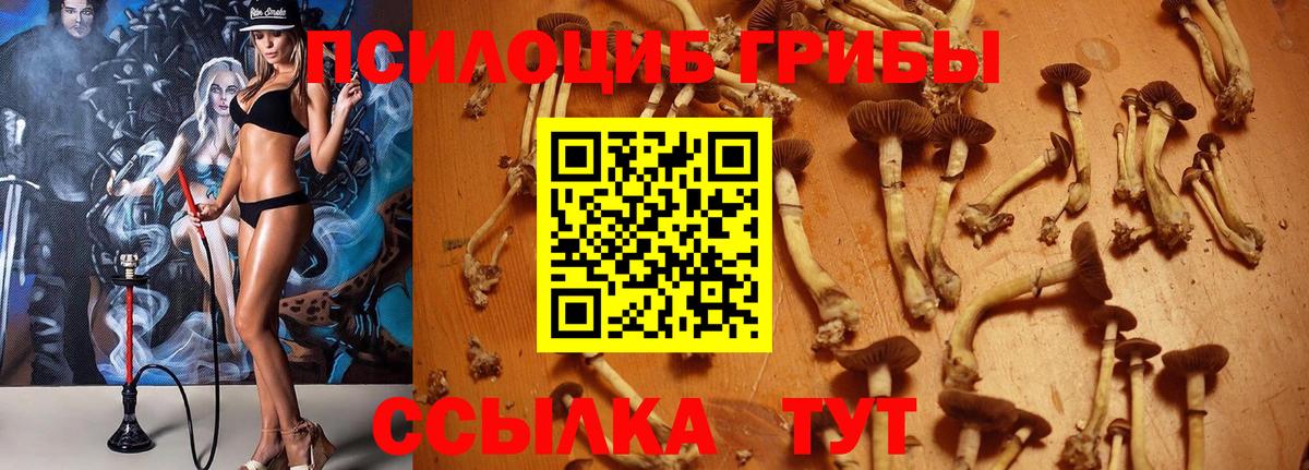 Химки  хочу   Вход с VPN  Псилоцибиновые грибы Magic Shrooms 